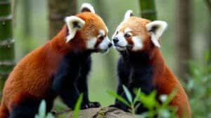 Typical Mating Season of Red Pandas